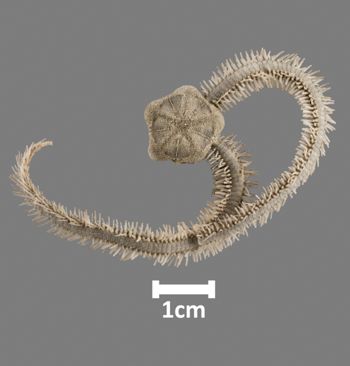 Media type: image;   Invertebrate Zoology OPH-4345 Aspect: dorsal